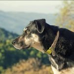 How Effective Are Conditioners in Treating Dry Skin in Dogs?